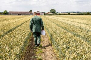Poletka doświadczalne z pszenicą ozimą na stacji badawczej w Dolnej Saksonii w Niemczech