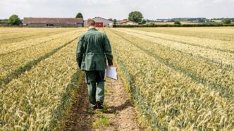 Poletka doświadczalne z pszenicą ozimą na stacji badawczej w Dolnej Saksonii w Niemczech