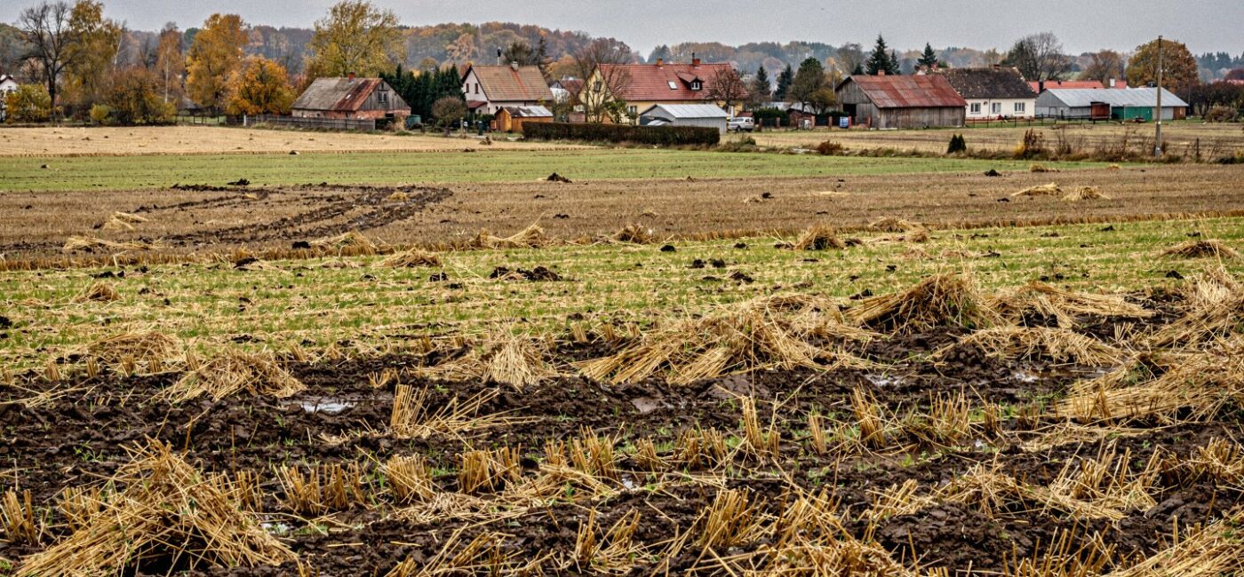 Zniszczone uprawy na polskim polu jesienią po szkodach atmosferycznych