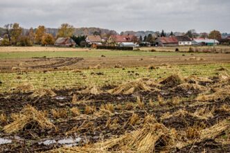 Zniszczone uprawy na polskim polu jesienią po szkodach atmosferycznych