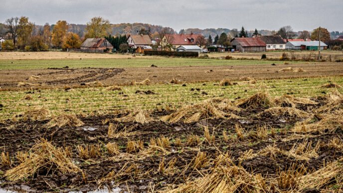 Zniszczone uprawy na polskim polu jesienią po szkodach atmosferycznych
