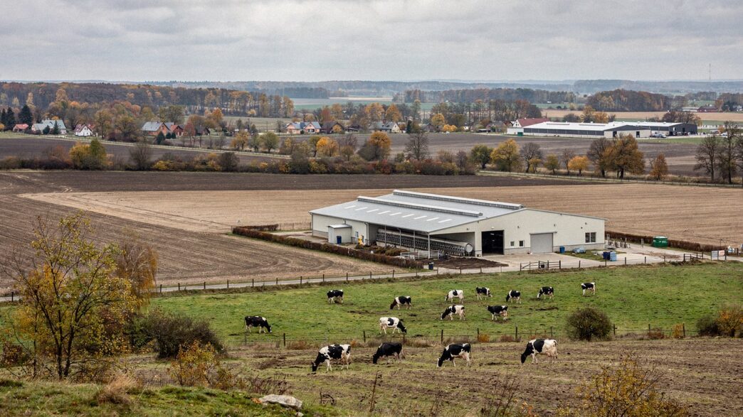 Obora mleczna na Podlasiu, krowy holsztyńskie na pastwisku, jesień