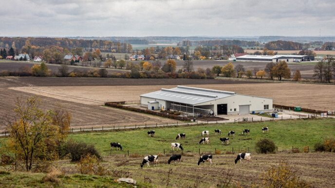 Obora mleczna na Podlasiu, krowy holsztyńskie na pastwisku, jesień
