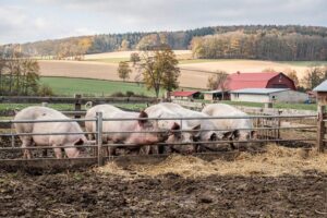 Czechy: ostatnia strefa ASF zniesiona. Hodowcy trzody w regionie libereckim bez ograniczeń