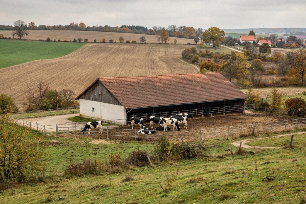 Farma bydła mlecznego w czeskim regionie Táborskim, jesienne pola i zabudowania gospodarcze