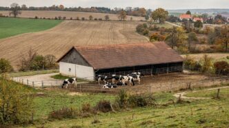 Farma bydła mlecznego w czeskim regionie Táborskim, jesienne pola i zabudowania gospodarcze