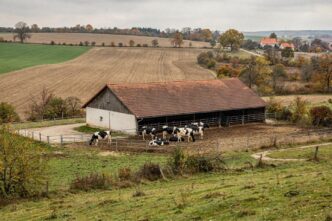 Farma bydła mlecznego w czeskim regionie Táborskim, jesienne pola i zabudowania gospodarcze