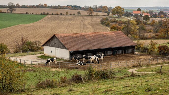Farma bydła mlecznego w czeskim regionie Táborskim, jesienne pola i zabudowania gospodarcze