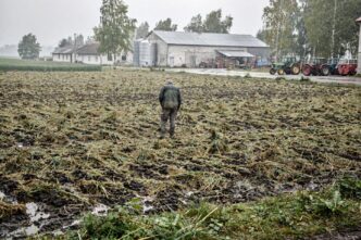 Pole zbóż zniszczone przez grad w Polsce, widok na uszkodzone uprawy po przejściu burzy