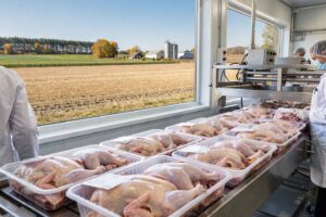 Pakowane mięso drobiowe na linii produkcyjnej w polskim zakładzie drobiarskim