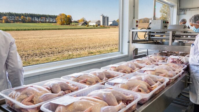 Pakowane mięso drobiowe na linii produkcyjnej w polskim zakładzie drobiarskim
