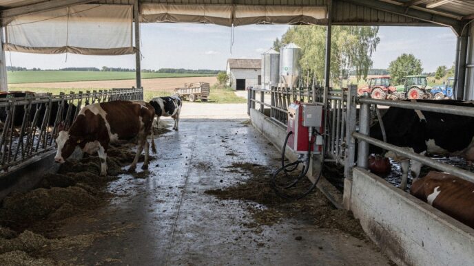 Niemcy: 300 krów i pięć robotów udojowych. Gospodarstwo Hansenów nagrodzone za dobrostan