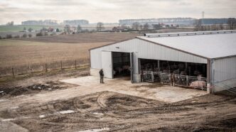 Niemcy: ceny trzody runęły do 1,32 euro/kg. DBV: hodowcy tracą na każdej sztuce