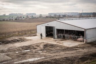 Niemcy: ceny trzody runęły do 1,32 euro/kg. DBV: hodowcy tracą na każdej sztuce