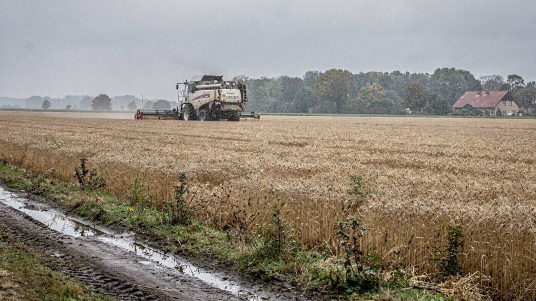 Pole pszenicy w Niemczech z kombajnem podczas żniw, typowy krajobraz rolniczy