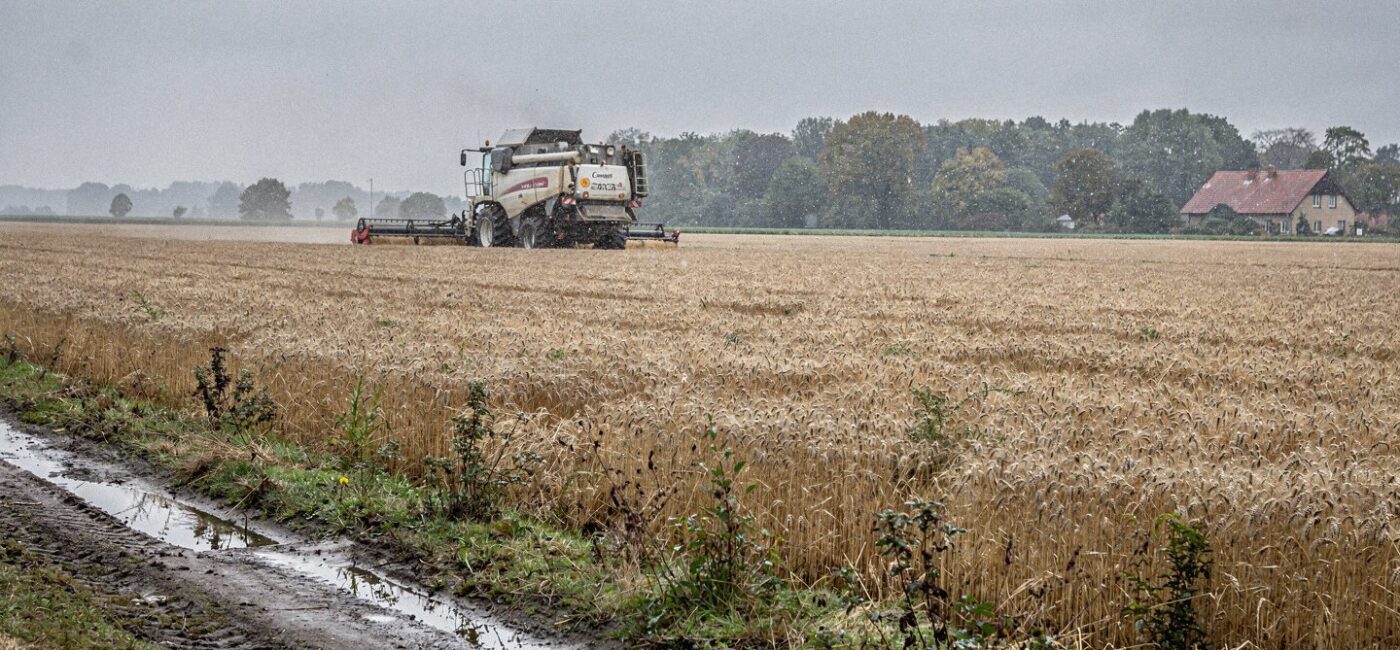 Pole pszenicy w Niemczech z kombajnem podczas żniw, typowy krajobraz rolniczy