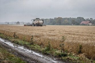Pole pszenicy w Niemczech z kombajnem podczas żniw, typowy krajobraz rolniczy