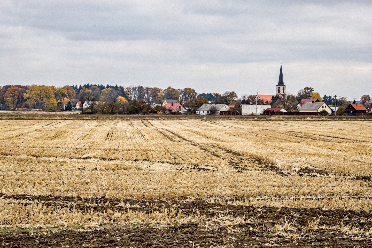 Pole po żniwach żyta w Polsce jesienią, w tle polska wieś