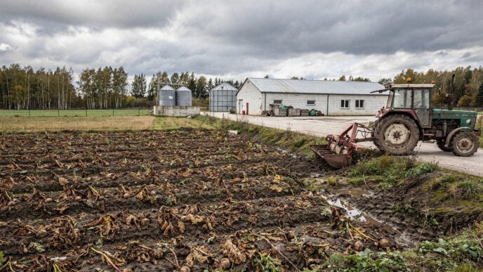Rhizopus niszczy buraki we Francji. ITB radzi, co zrobić z polami nie do zbioru