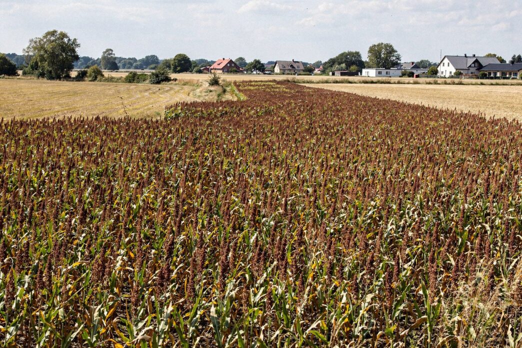 Sorgo ziarnowe odporniejsze na suszę niż kukurydza – wyniki europejskich badań