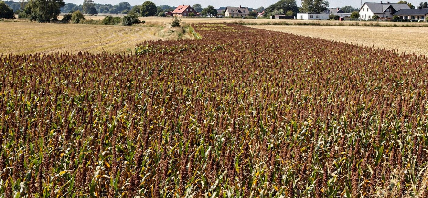 Sorgo ziarnowe odporniejsze na suszę niż kukurydza – wyniki europejskich badań