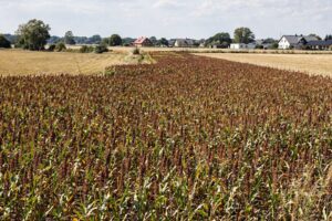 Sorgo ziarnowe odporniejsze na suszę niż kukurydza – wyniki europejskich badań
