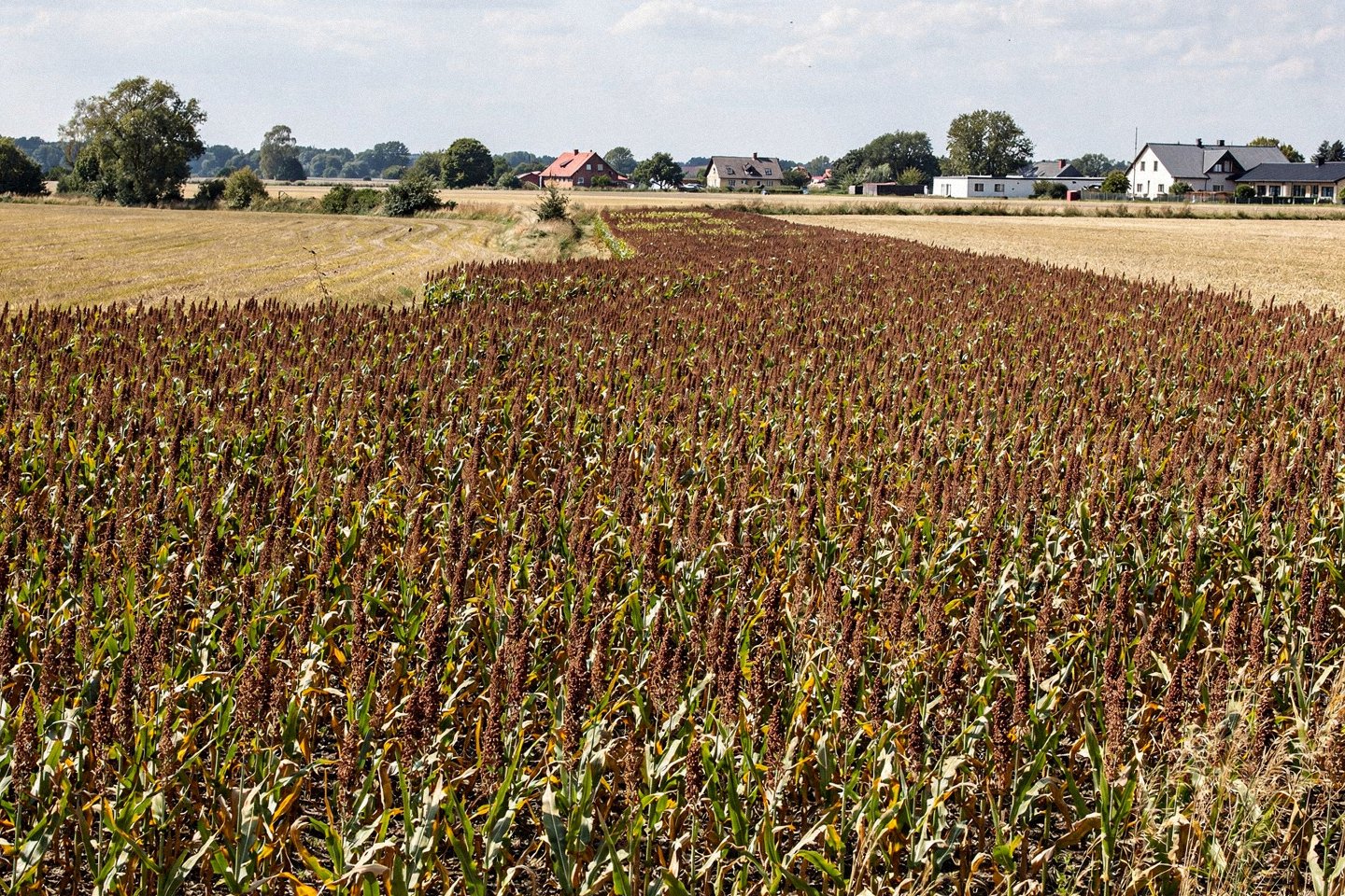 Sorgo ziarnowe odporniejsze na suszę niż kukurydza – wyniki europejskich badań