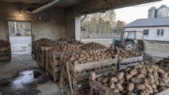 Ukraina: nowe odmiany ziemniaków z lepszą trwałością przechowalniczą